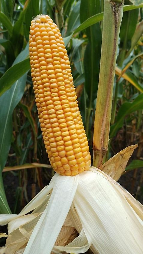 Tehnos 280cm Schlegelmulcher Hydraulische Seitenversscheibung 640mm Heckgerät mit 2 Geschraubten Schlagleisten 540 Zapfwelle