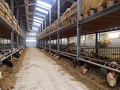 Gerdemann Futterraufe Heuraufe Strohraufe