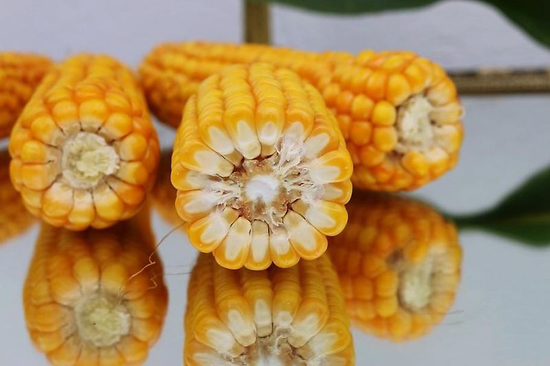 Stoll StOLL HDP Bedienungsanleitung 1335400 P 1145 Frontlader Kompakt HE HD