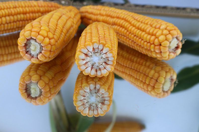 Stoll StOLL HDP Bedienungsanleitung 1335400 P 1145 Frontlader Kompakt HE HD