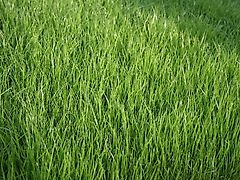 Vredo Vredo Grünlandschlitzdrille Köckerling Herbamat NachsaatgerätGrassaatgutfür alle Nutzungsrichtungen Der Energiebooster Schweidel Ideal auch zur Nachsaat&Neuansaat mit Weidelgras&Lieschgrassaatgut sowie Kleesaatgut