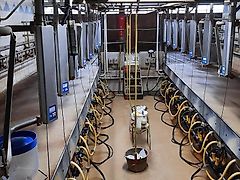 Boumatic Doppel 9er Melkstand steile Fischgräte